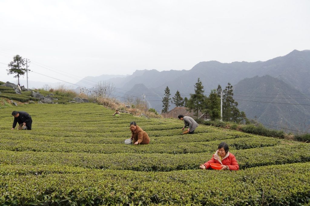 这样存普洱茶等于毁茶，天价茶会变垃圾！