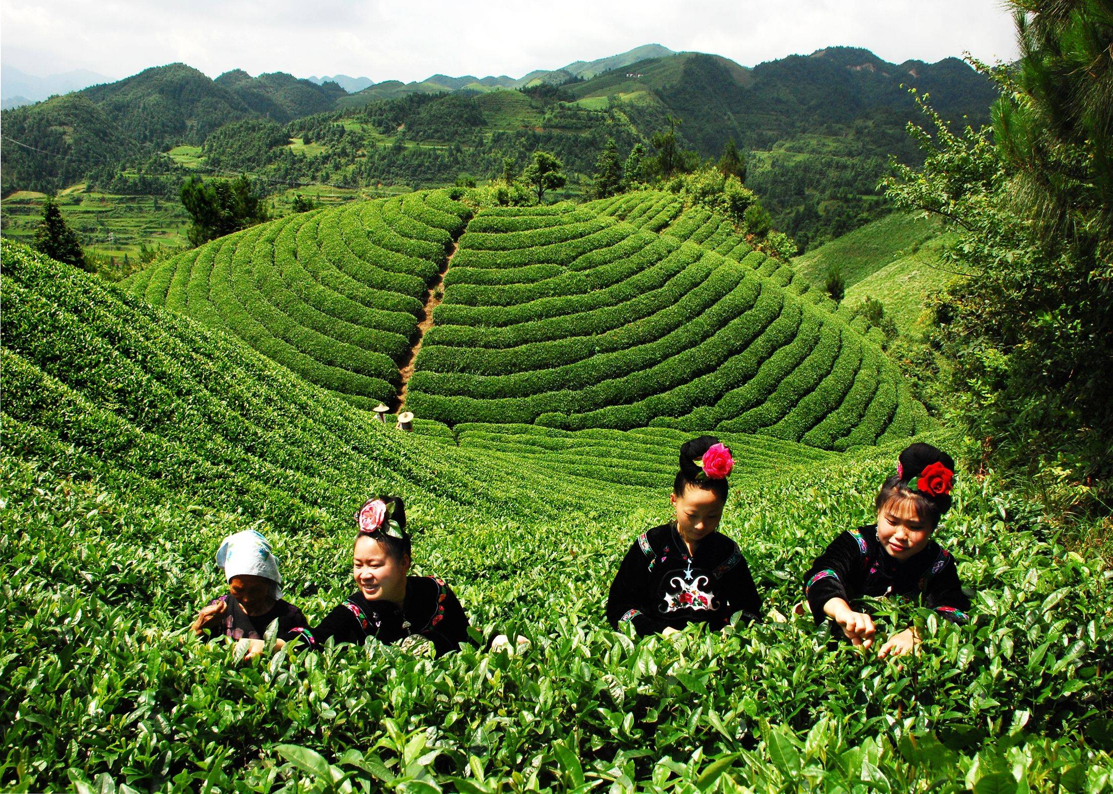 茶道：古老艺术的心灵之旅