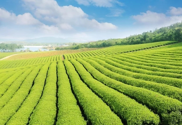 难怪春茶那么贵！原来营养这么高！